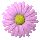 kwiat1